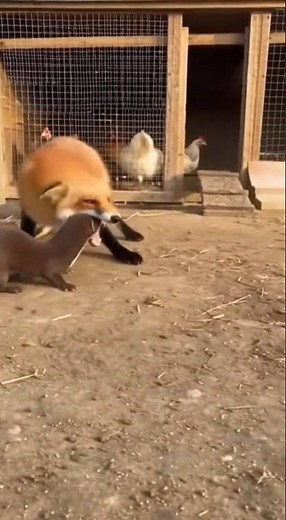 Fearless Weasel Takes on Red Fox in Epic Coop Battle