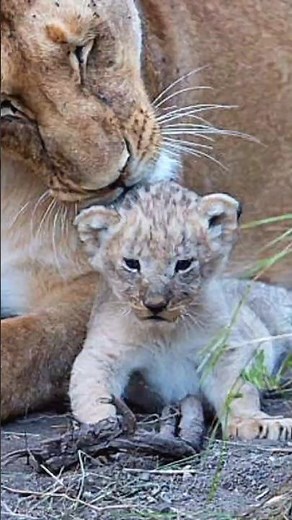 A Lioness Sharing Precious Moments with Her Newborn Cubs