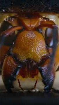 Intruder alert as murder hornets invade a beehive #SecretsOfTheBees