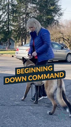 128K views · 1.4K reactions | Would you like to have a reliable down command? Join us and learn how to create a solid foundation for a down command that you can use to take control whenever needed. Don't forget to ❤️ save and share these dog training tips with others! ​ ​ ​ ​#doglovers #dogtrainingtip #dogtrainingvideos #dogtraining101 #dogtrainingadvice #dogtips #dogobedience #dogs #dogtrainingtips #dogtraining #dogsofinstagram | Shannon Walker Dog Trainer | Facebook