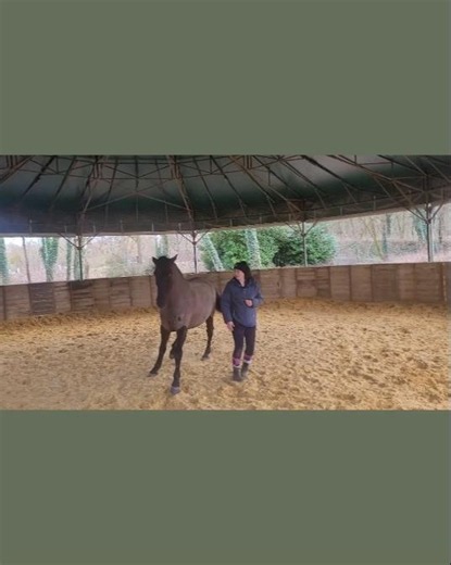 Pour une meilleure relation avec votre cheval
