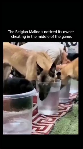 The Vexia on Instagram: "The Belgian Malinois is one of the world’s most intelligent and trainable dog breeds. Originally bred for herding, their intelligence, alertness, and work ethic make them top performers in police, military, and search-and-rescue roles. Studies comparing canine cognition rank them among the highest in problem-solving, memory, and obedience. They can read human body language quickly and detect the smallest changes in behavior—which is why a Malinois catching someone “cheat