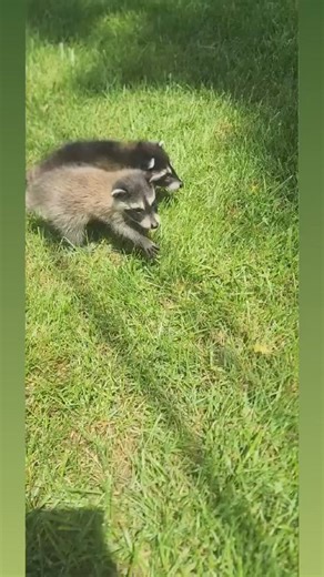 2.3K views · 169 reactions | The baby raccoons are on the move! These two are with Tonia and are getting their daily exercise to, um, keep things moving. If ya know what I mean! Let's just say that one of the most frequent topics of conversation in our Facebook sub permittee chat starts with a P. Sometimes it's hard, sometimes it's runny and occasionally it is just right (we love it when that happens)! #babyraccoon | WEST Wildlife Rehab | Facebook