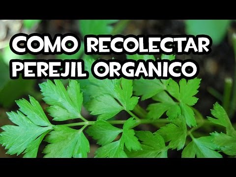 Como y Cuando Cosechar el Perejil en el Huerto | La Huerta de Ivan