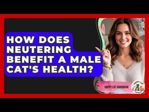 How Does Neutering Benefit A Male Cat's Health? - Happy Cat Handbook