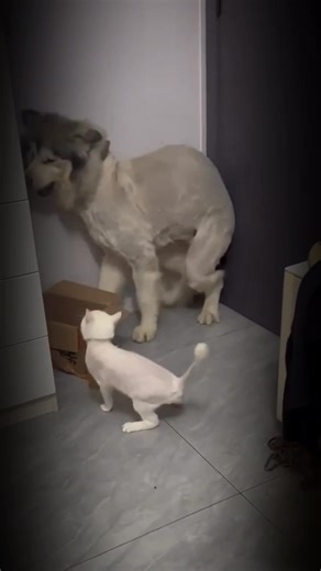 3.3K views · 96 reactions | Cats vs dogs compilation #fbreelsfypシ゚viralシ #fypシ゚viralシ #reelsfb #fypシ #reelschallenge #catsoftiktok #catsofinstagram #catlovers #catsoffacebook #cats | Cats Comp | Facebook