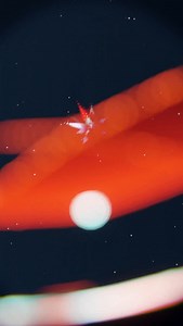 Powered by Beats, Boys... and •ES•Collection! The incredible MATINEE CIRCUIT FESTIVAL BARCELONA is back! And •ES•Collection is once again a very Proud Sponsor! Join us from 9 - 17 August 2025, as we party with the Circuit Festival Crew & DJs: Bigger Parties. Hotter Nights. Scorching Days. Wilder Stories. Meet us at the Circuit Festival Welcome Point inside our •ES•Collection BCN Store, at Consell de Cent 239. It’s •ES•Collection. Get yours at escollection.es Proudly Designed & Made in Barcelona 