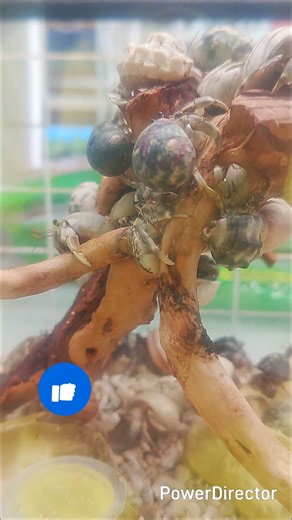 【保存推奨】オカヤドカリの飼い方(26.4.24公開)#モアアクアガーデン #アクアショップ #足立区 #オカヤドカリ #飼い方 #初心者