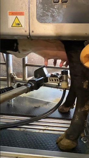Effortless Milking: Discover Automatic Cow Milking Machines