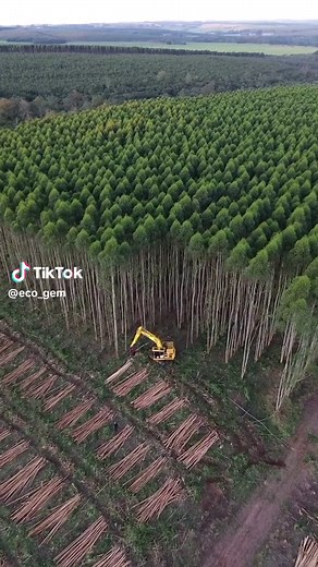 Tree farming, also known as silviculture or forest farming, is the practice of cultivating and managing trees and forests to produce wood, timber, and other forest products in a sustainable and controlled manner. Tree farming often begins with planting tree seedlings in areas where natural forests have been harvested, damaged, or otherwise disturbed. This process is known as reforestation and is essential for maintaining a stable and productive forest ecosystem. Tree farmers choose specific tree