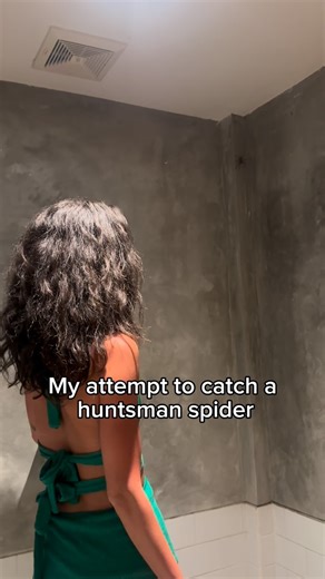 Sydney Schaffer on Instagram: "What should I catch next? ⚠️ Let’s check out some facts about the Huntsman Spider! ⚠️ 🦵 They rely on eight legs, but don’t need all eight. Losing one (or even two) usually doesn’t stop them from walking, climbing, or hunting. Their bodies are built to adapt. If they’re still growing they can even regenerate the leg ⚡️ Lightning fast: Huntsman spiders can sprint at over 1 meter per second — that’s faster than most humans run at a jog. 🕷️ Silent hunters: They don’t