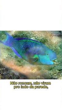 COMO os peixes DORMEM? 🐟😴