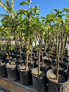 African Bitter Leaf Plant - Etsy