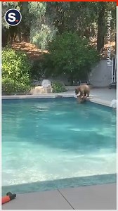 This adorable bear family made themselves at home as they took a dip in the pool! | storyful