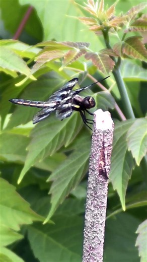 This Dragonfly Completely Changed How I See Them