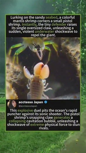 Mantis Shrimp vs. Pistol Shrimp: Insane Sonic Shockwave Blast! 🦐💥🔊#mantisshrimp #pistolshrimp