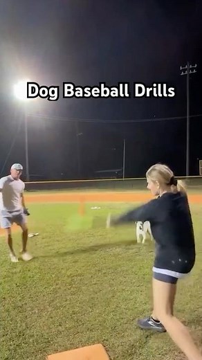 The Ultimate Dog Show: Pop Fly Pursuit!