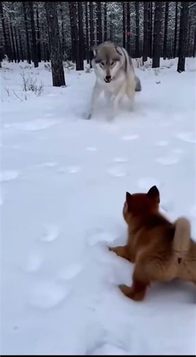 A Puppy vs a Wolf… and the Wolf Backs Off 😳 #wildchoice #wildlife #wildliferescue