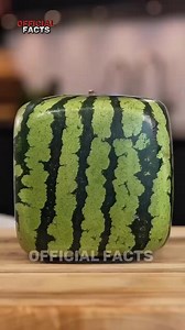 26K views · 1.1K reactions | WATERMELONS You Won't Believe Exist! | Untold Story | Facebook