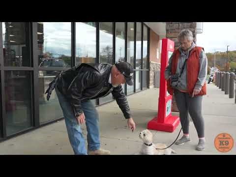 Dog Training Testimonial With Cheri and "Honey"
