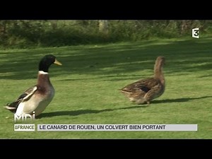 ANIMAUX : Le canard de Rouen, un colvert bien portant