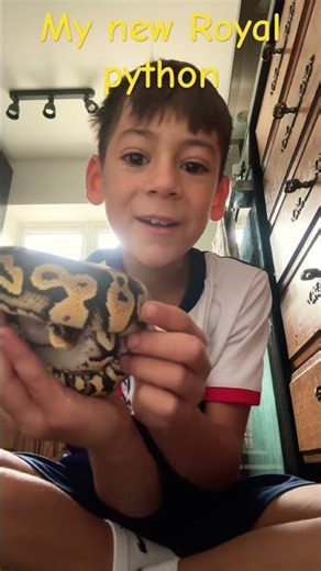My new pet Royal python#pet #snake