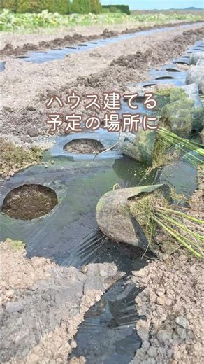 収穫まで３年 #北海道 #アスパラ #shorts