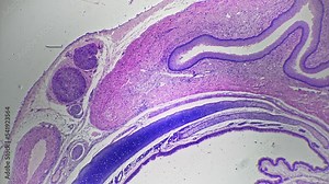 Macro footage of bone cell in section under microscope 40x against bright field background. Lab experiment with skeleton tissues samples investigated with special magnifying equipment. Histology theme