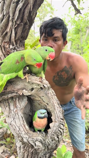 An amazing man catches a parrot in its nest.#🪺 #love #parrot