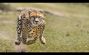 744K views · 4K reactions | Cheetahs are on the verge of extinction and scientists finally know why. | Animalist | Facebook