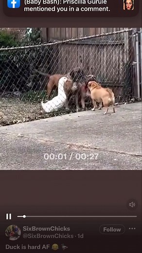 2.1M views · 60K reactions | Tell me this Duck ain’t Wit tha Shit!! Got his Homies back Fo Life! Lol | Baby Bash | Facebook