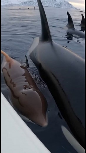 A young new born Orca their , Orca give birth to the young newbie, orcas kids,in Middle of Sea, Ocean life wildlife, #oceanlife #marinelife #sealife #underwater #oceanphotography #marinebiology #sea #orca #wildlife #oceanlover #saveouroceans #oceanconservation #shark #dolphin #coralreef #underwaterworld #oceanvibes #OceanCinematic #AIshortfilm #OceanThriller #DeepSeaRealism #CinematicRescue #OceanStorm #AIvideocreation #MarineMystery #RealisticVFX #CinematicAI #NatureCinematics #SurvivalScene #U