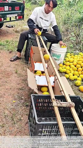 Sizing the Harvest: The Sloping Ramp That Sorts Fruit