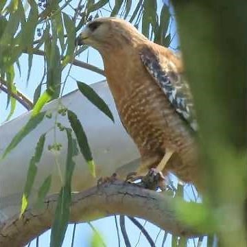 Red-shouldered Hawk Searching for the PERFECT Nest Branches