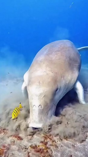 Elephant Fish #facts #reels #fblifestyle | Universe Adventure