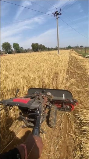 Mhari Dhani mein🌾😍.... #wheat #farming #farmer #khetibadi #youtubeshorts
