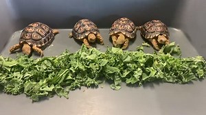 12K views · 425 reactions | Our 4 six month old African leopard Tortoise sure can eat!  Did you know? these guys won’t be fully grown until they’re over 20 years old, kinda like us. You can see these guys in the office entry on your way into the zoo 殺 | Hunter Valley Wildlife Park | Facebook