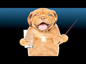 Thirsty Dog Licking Water Sound