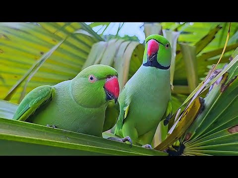 Green Talking Parrot Natural Sounds