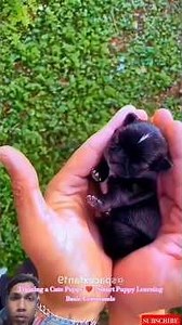 Training a Cute Puppy ❤️ | Smart Puppy Learning Basic Commands #malinois #dogtraining #puppy #dogs