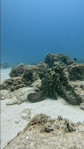 Shape shifting colour changing OCTOPUS #octopus #underwaterworld #ocean #marinelife