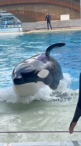 53K views · 1.9K reactions | Breathtaking killer whales exhibit their innate behaviors. #incredible #stunning #orcaencounter #seaworld | Travisandcousins | Facebook