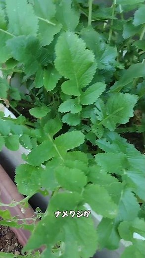 『コーヒーかす』はナメクジを寄せつけない？ #家庭菜園