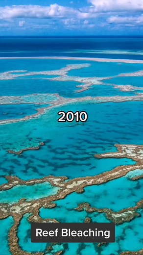 Coral Reef Bleaching in the Great Barrier Reef - A Consequence of Climate Change