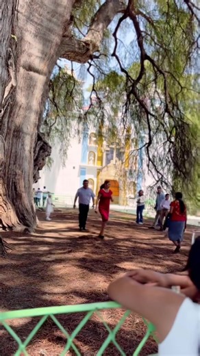 Bajo la sombra del Árbol del Tule: música y tradición oaxaqueña