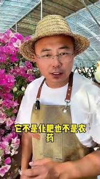 Bougainvillea Blossoming Tips: Unleash Your Plant's Potential