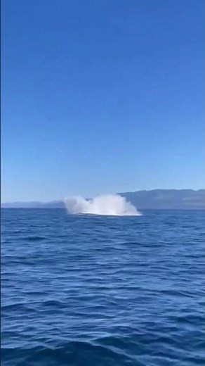 Eco-Friendly Whale Watching Tours on Vancouver Island