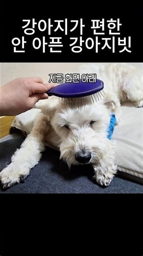 99% of dog brushes are chosen incorrectly. If there is a brush that is less painful than this, pl...