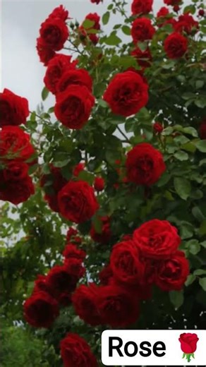 ❤️ Magical Red Roses Color Change! #Shorts #RedRoses#rose #youtubeshorts #bhojpuri #song #lovestatus