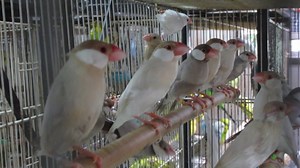 16 shares | Java Sparrow (Cream and White Mutation 文鸟) - Young and...